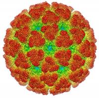 The Ckicungunya Virus