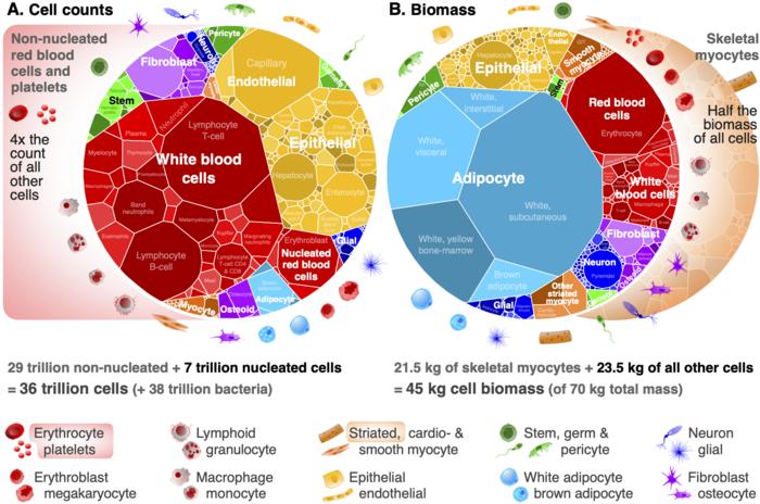 Exploring the cellular composition of the human body