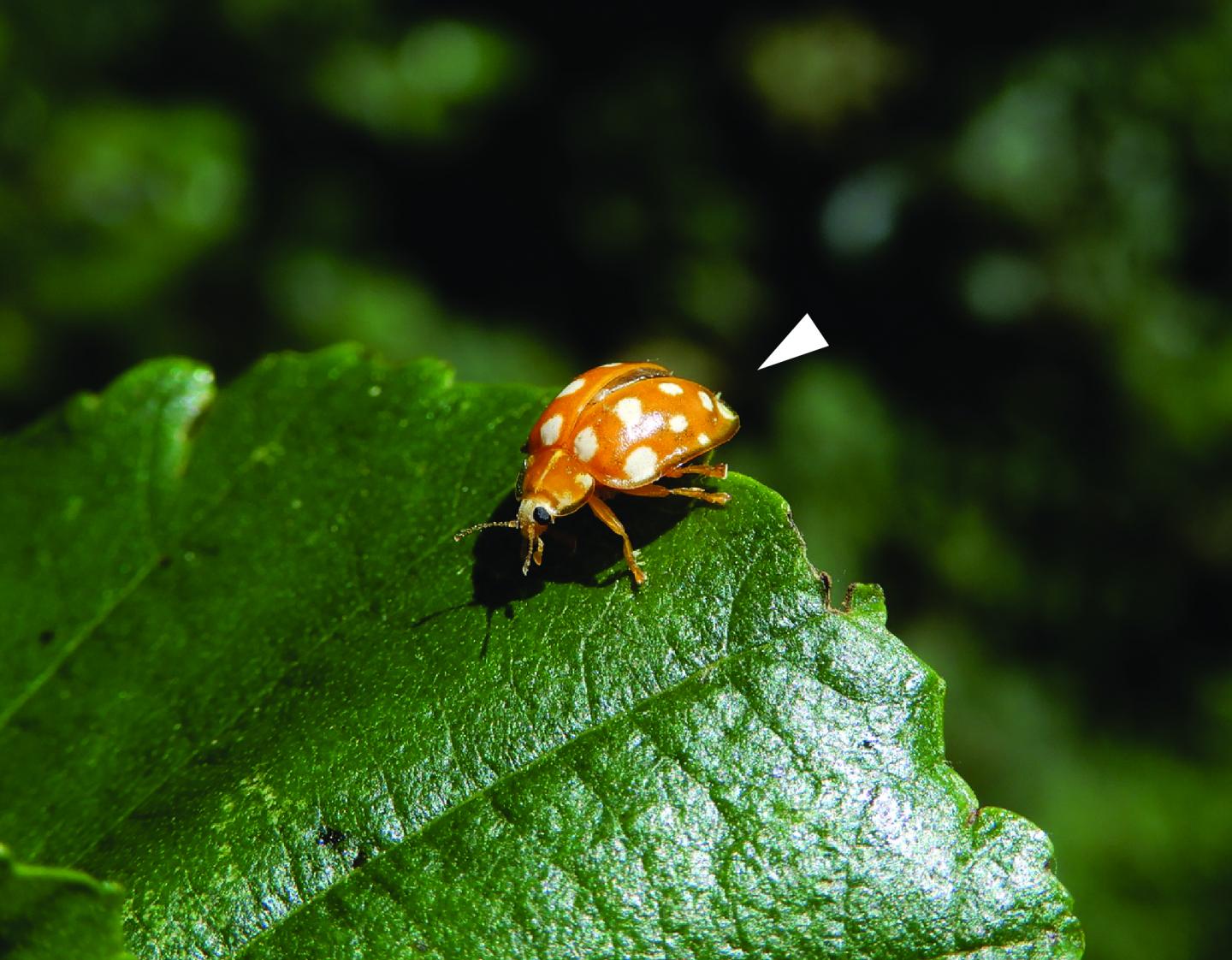 New Species Hesperomyces halyziae