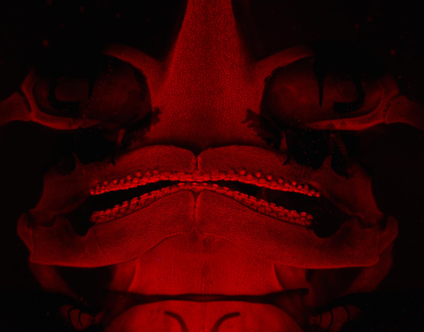 Skeletal Preparation of Skate Embryo (Jaws and Teeth)