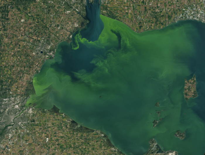 Algal Bloom
