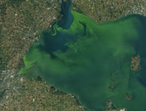 Algal Bloom