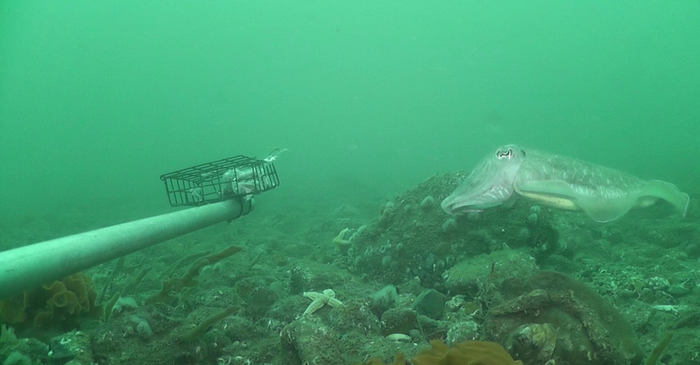 Cuttlefish (Sepia officinalis)