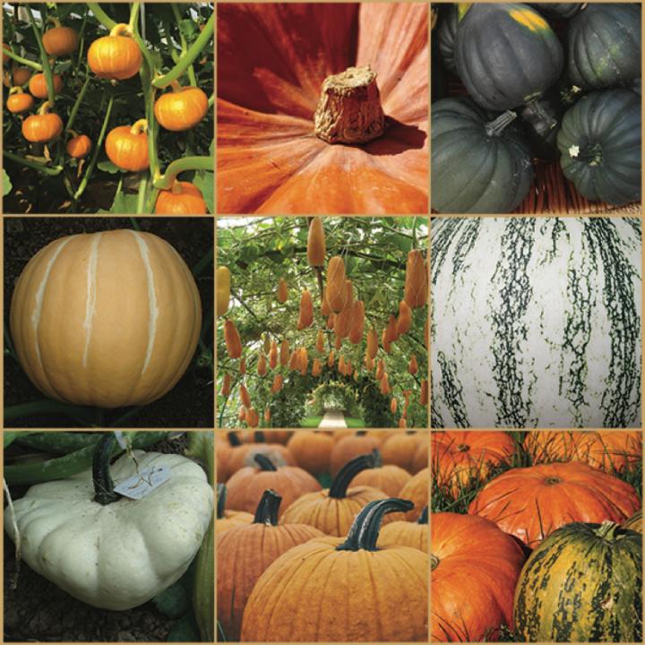 Pumpkin Collage