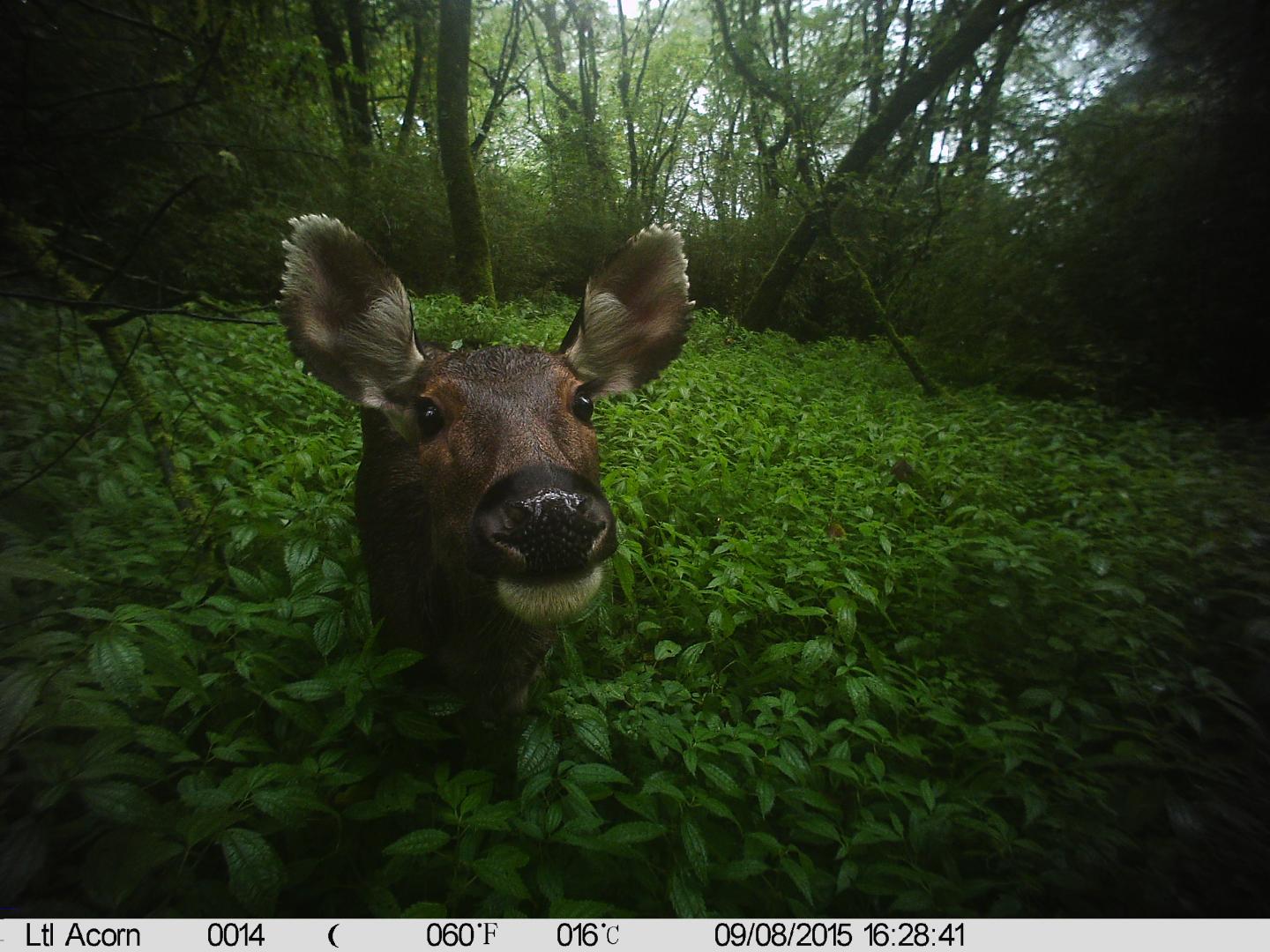 Sambar Comes in for a Close Up