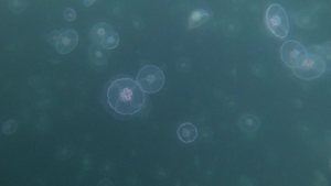 Moon jellyfish swarm - Heriot Bay, BC