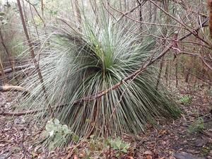 Fire, disease threatening iconic Aussie plant