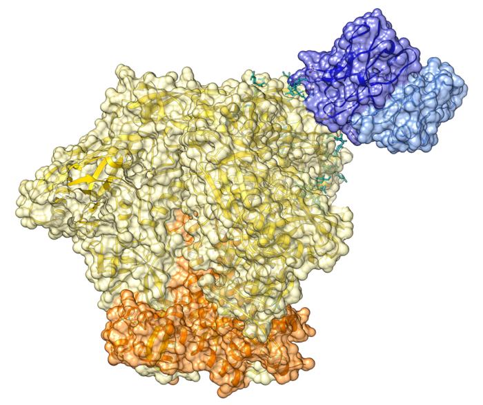 Antibody fragments of EPCT112