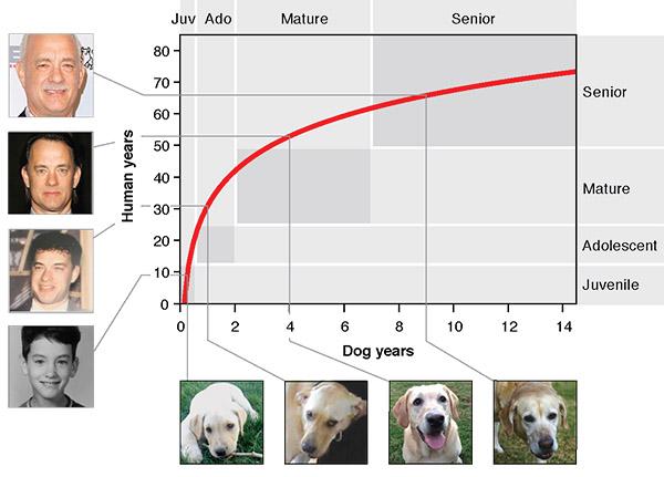 Dog Age Graphic, Cell Press