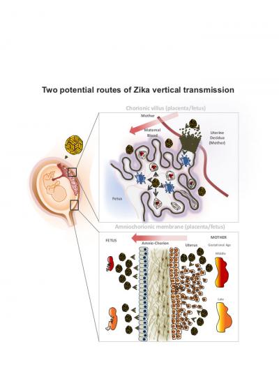 Two Potential Routes of Zika Virus Transmission
