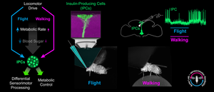 How Exercise Curbs Insulin Production