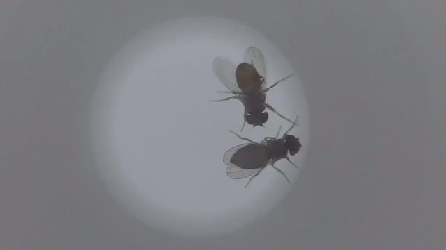 Drosophila mojavensis sonorensis Mating
