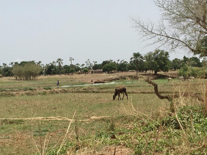 The field in Burkina Faso (5)