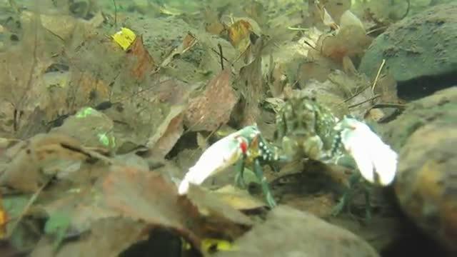 Aussie Crayfish Alpine Hideout under Threat