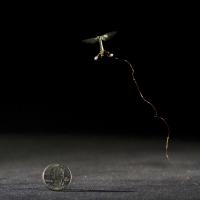 Tiny Robotic Insect in Flight