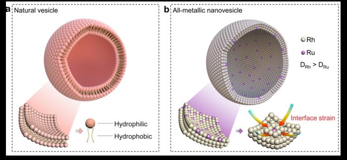 Formation mechanism diagram of natural biological cell and RhRu nanovesicles.