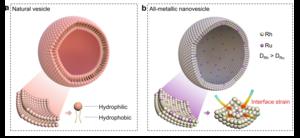 Formation mechanism diagram of natural biological cell and RhRu nanovesicles.