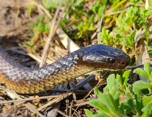 Tiger Snake