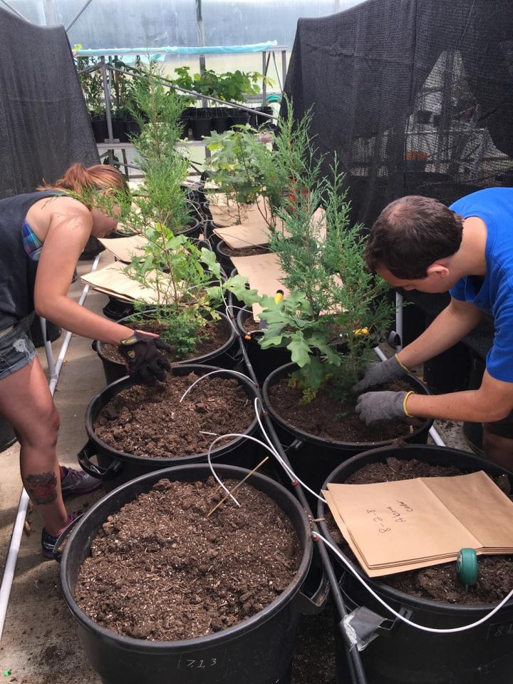 Kent State University Students in Greenhouse