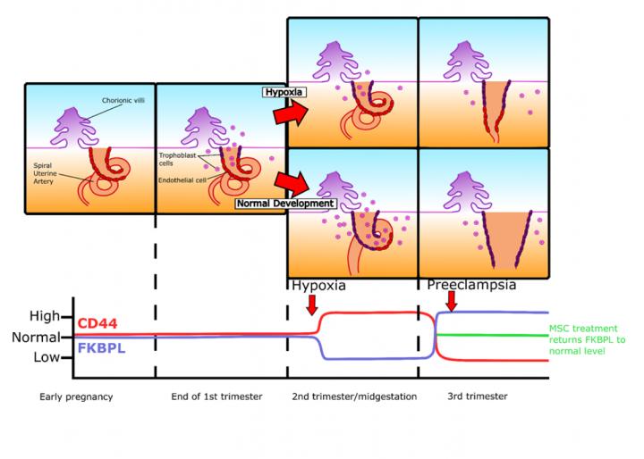 Biomarker Changes in Preeclampsia