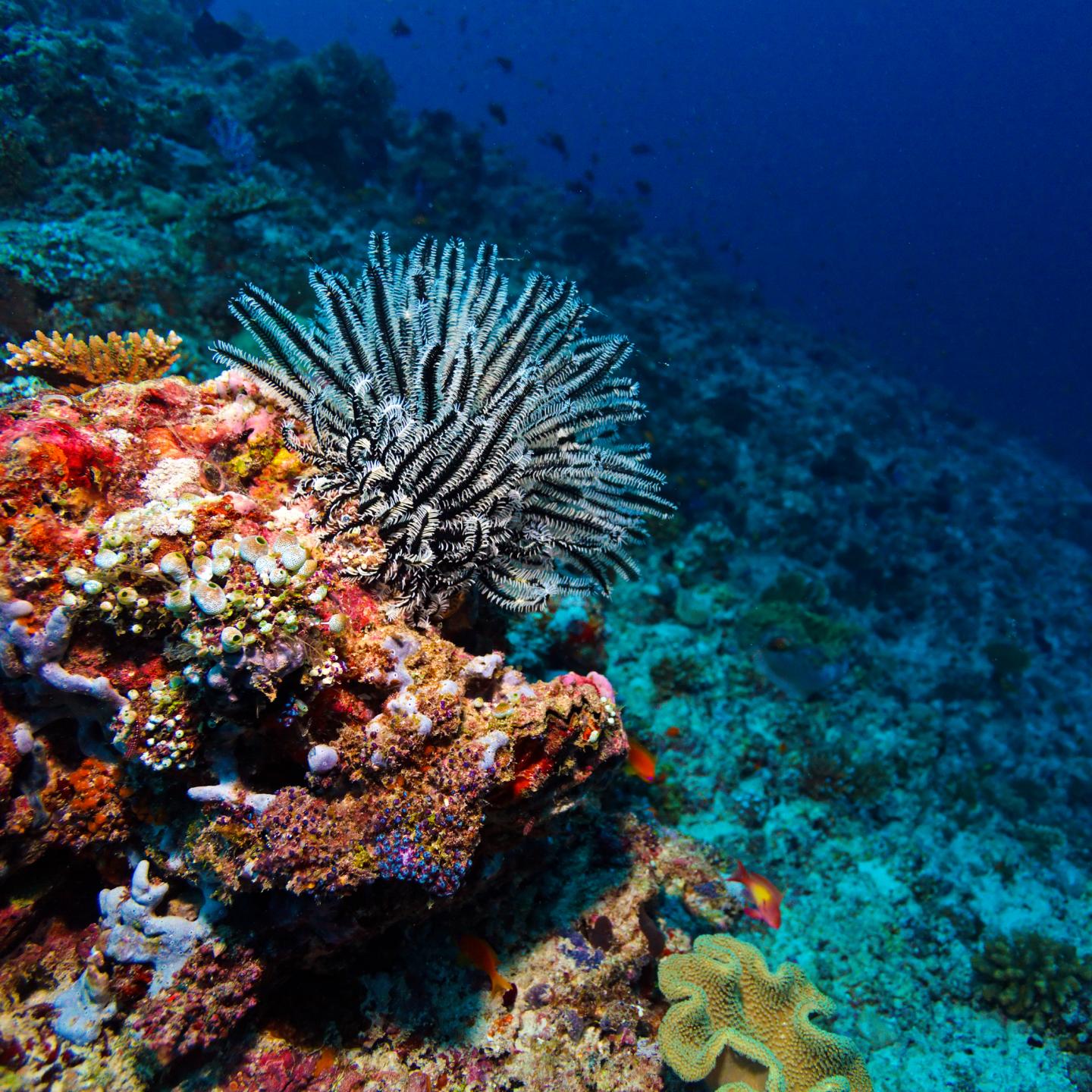 ocean acidification effects on marine life
