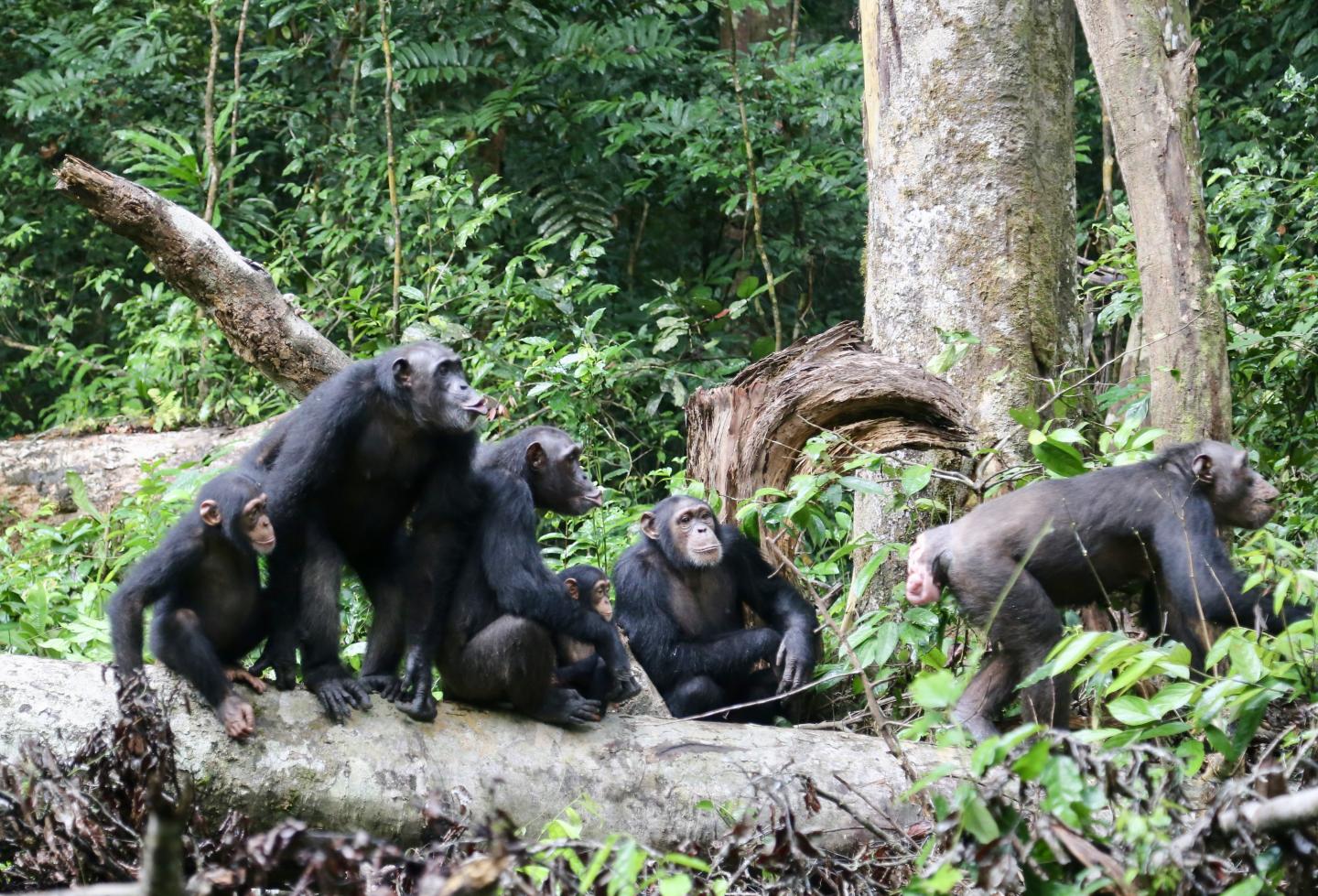 Group of Chimpanzees