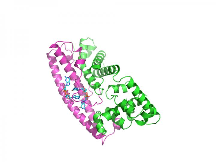 Streptomyces