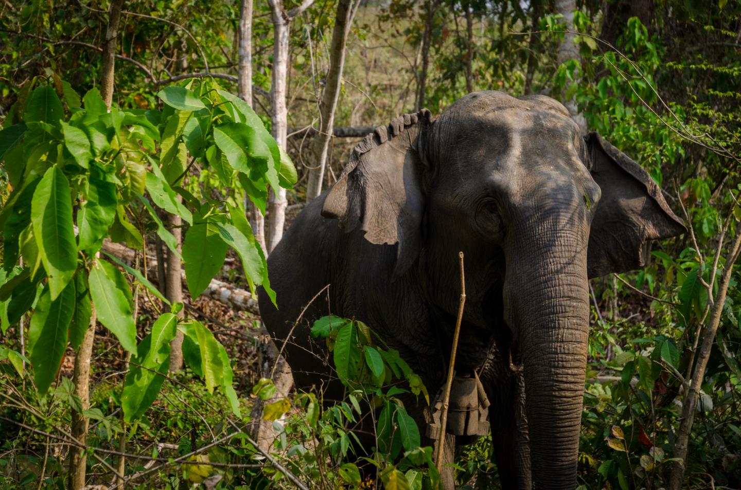 Asian Timber Elephant