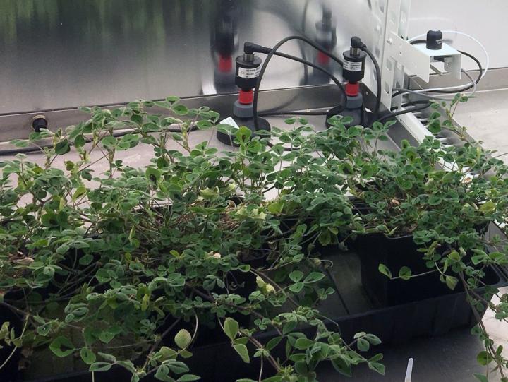 Medicago Plants to Study How Mycorrhizal Symbiosis Affects Their Growth