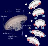 Swim cycle of a jellyfish