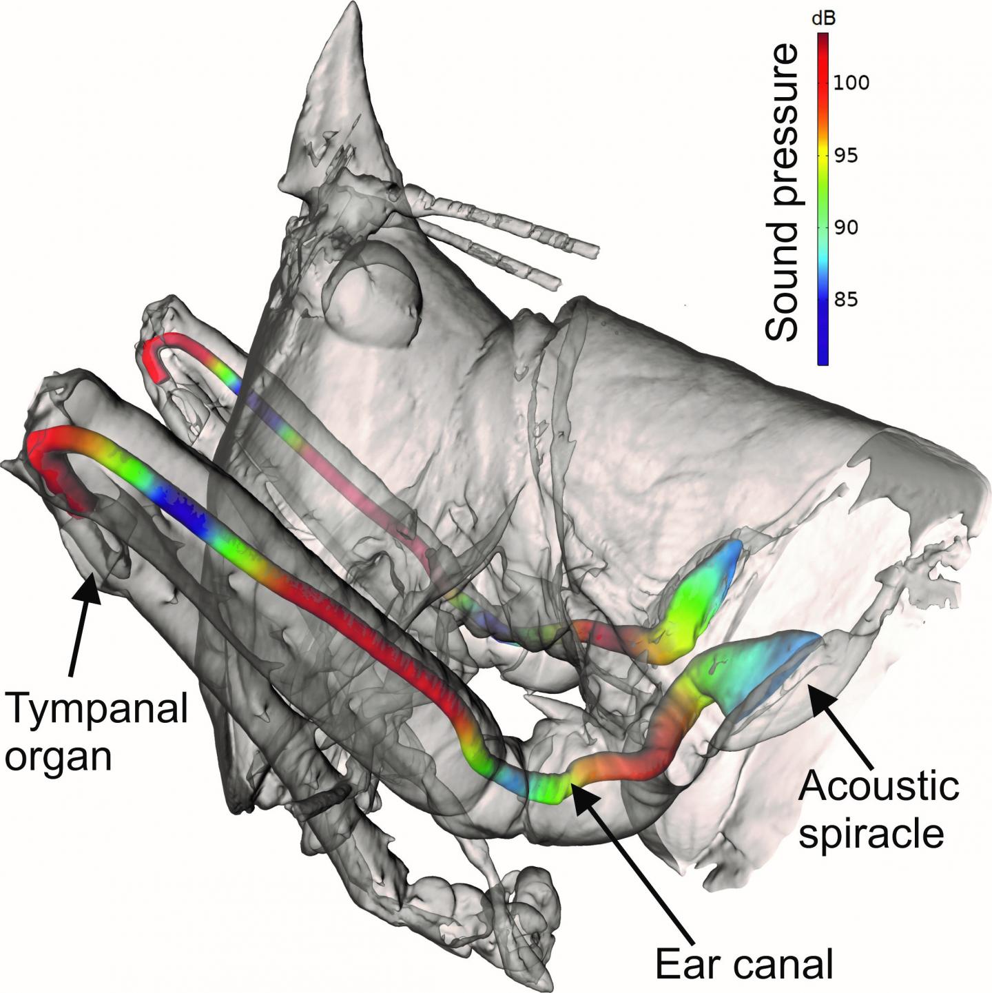 Diagram of the Bush-Cricket's Ear Canal