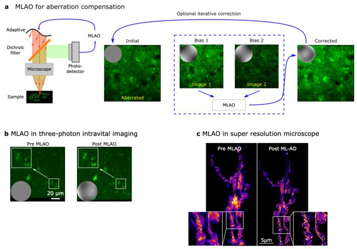 Demonstrations of the MLAO method in microscopy imaging applications.