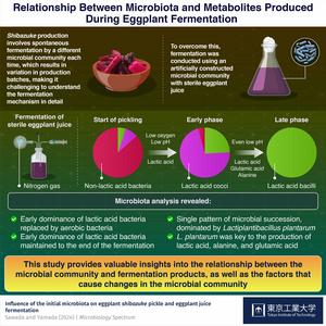 Relationship Between Microbiota and Metabolites Produced During Eggplant Fermentation