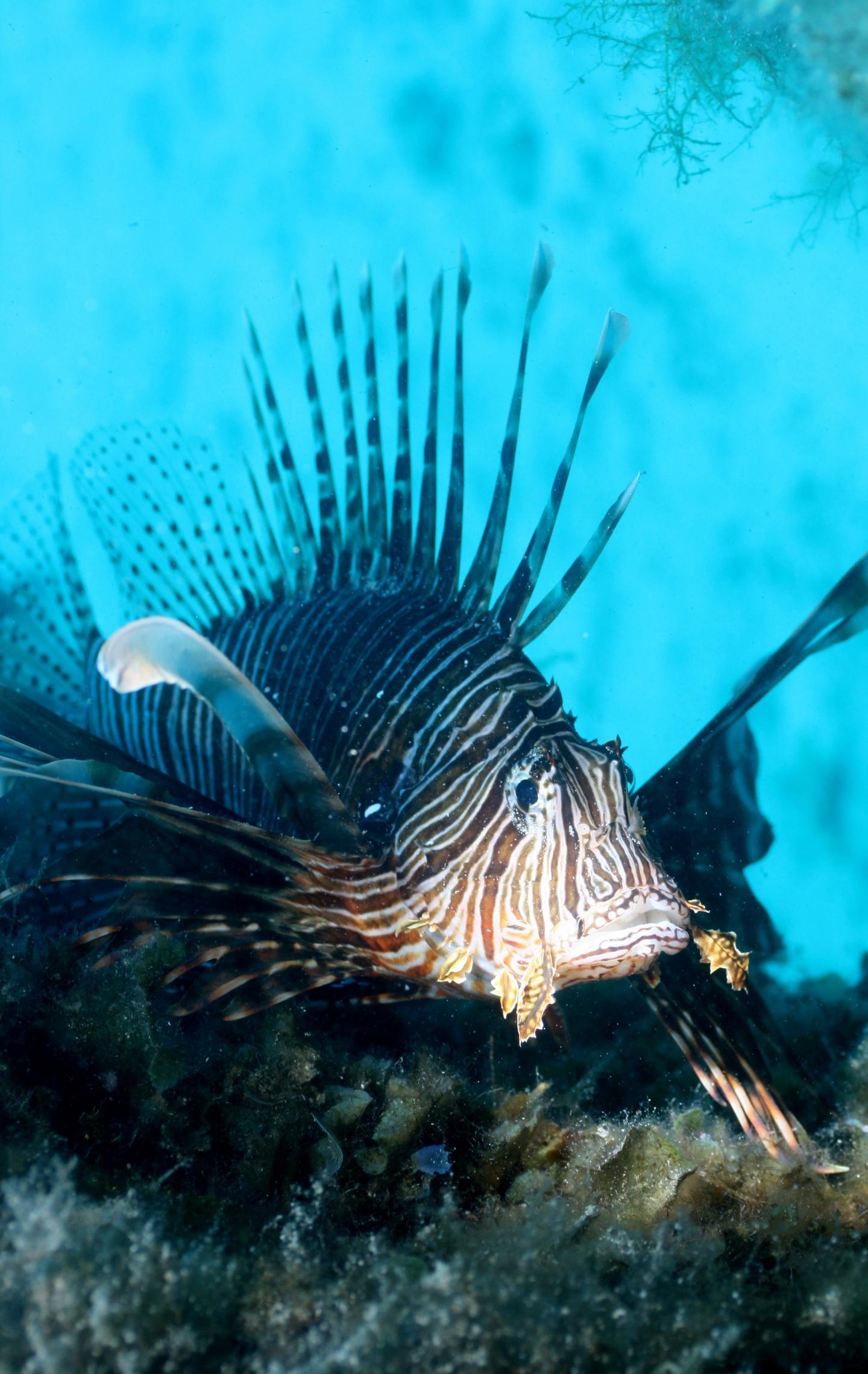 Lionfish in the Mediterranean