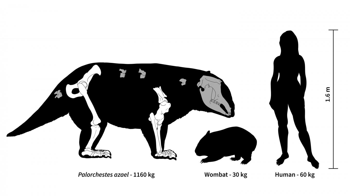 Palorchestes Size Comparison