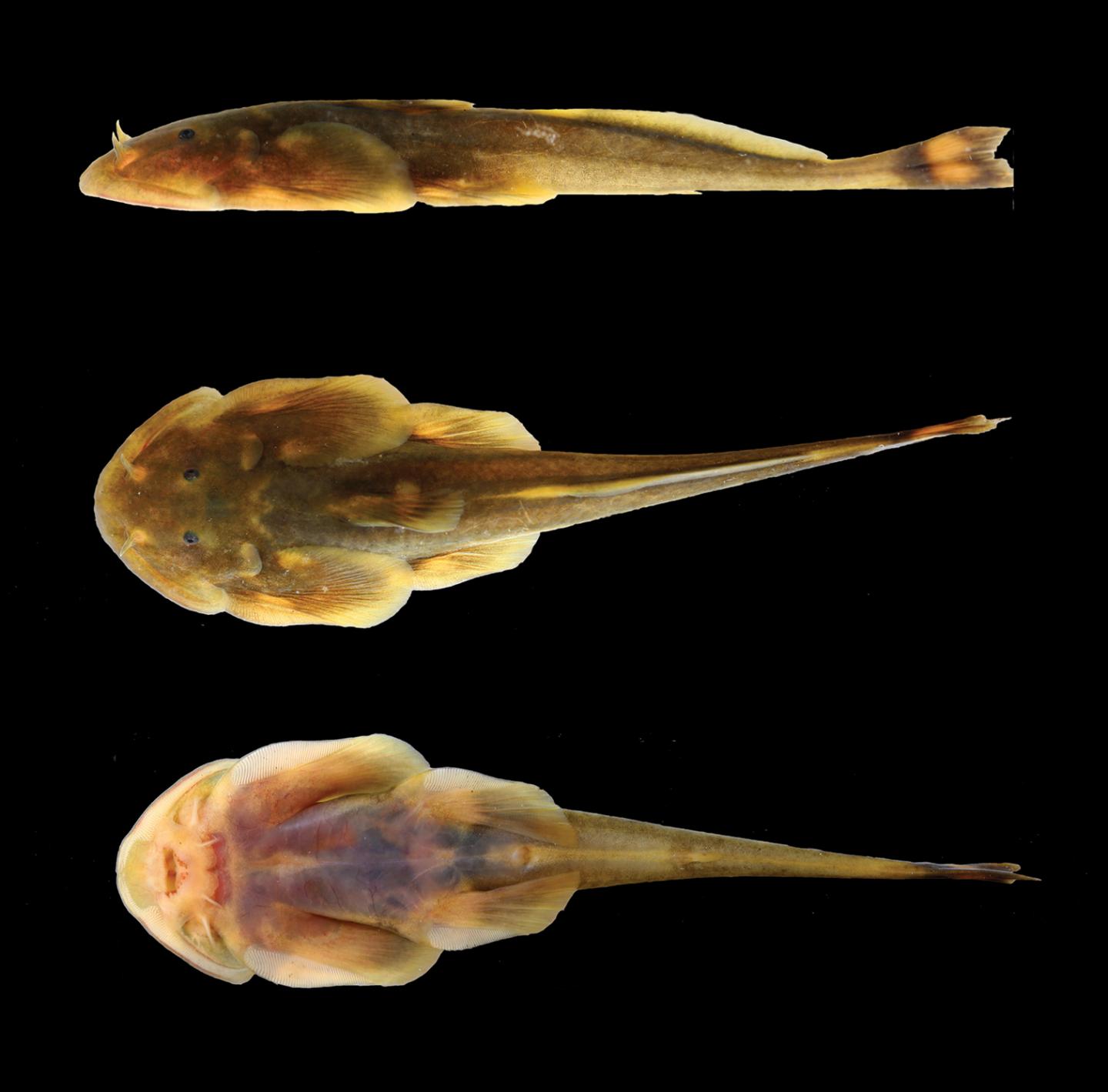The New Catfish Species <i>Oreoglanis hponkanensis</i>