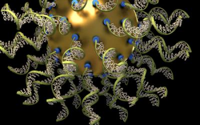 Densley Packed Nucleic Acids Bound to the Surface of a Nanoparticle