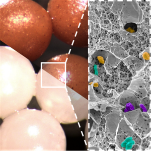 Fecal beads to act at the core of the intestinal microbiota