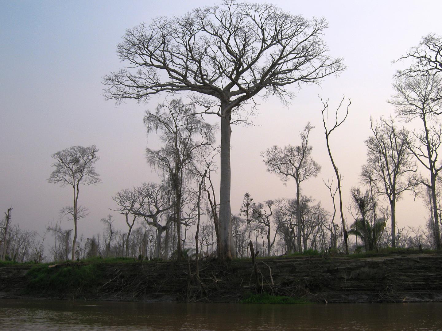 More Than Half of All Amazonian Tree Species Threatened (8 of 10)