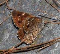 Canary Grayling, a Butterfly Species only Found on the Island of Tenerife