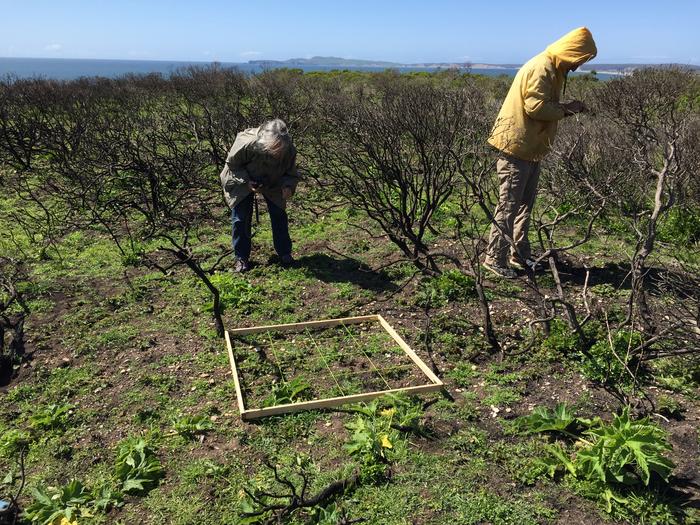 Ecological monitoring in post-fire Point Reyes National Park