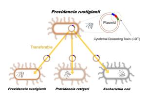 The transfer of pathogenic genes between not only same bacterial species but also different species