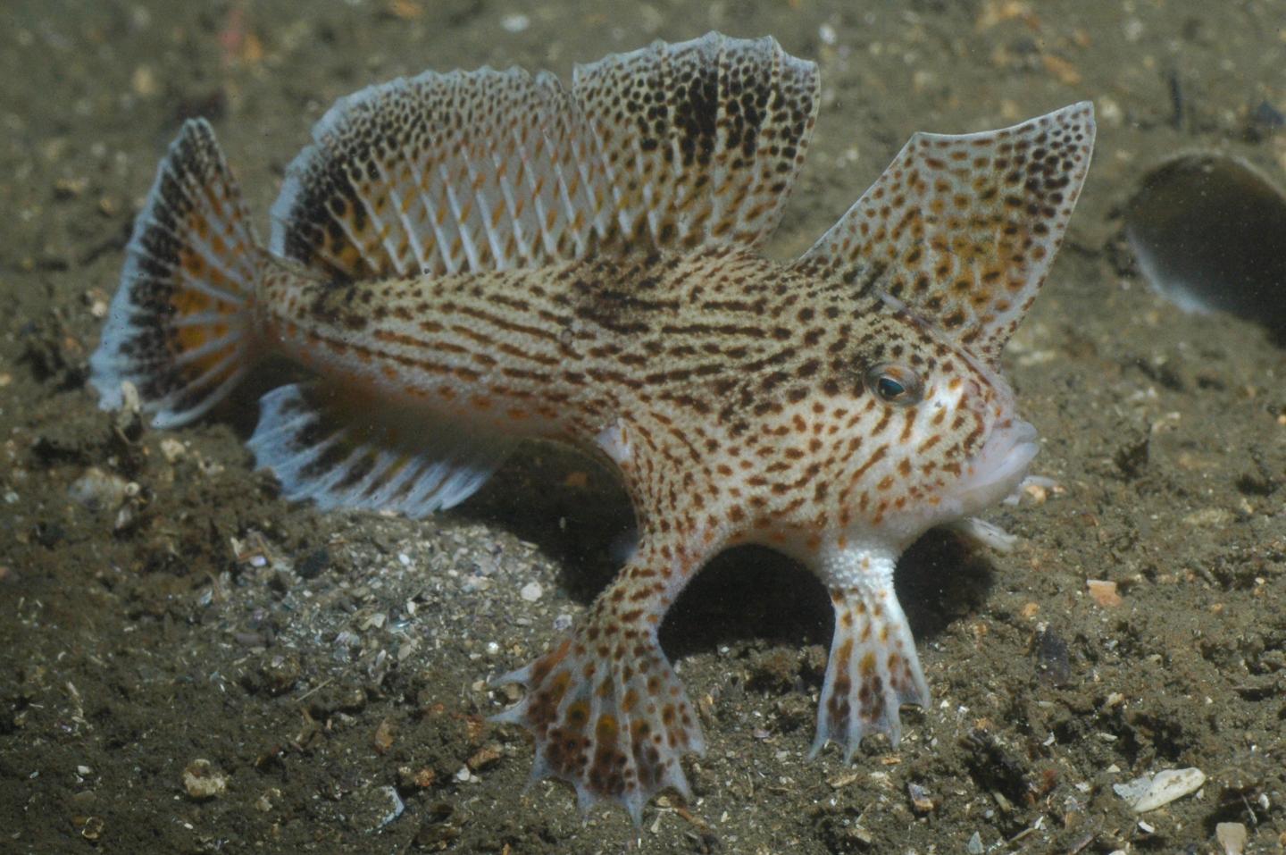 A Spotted Handfish