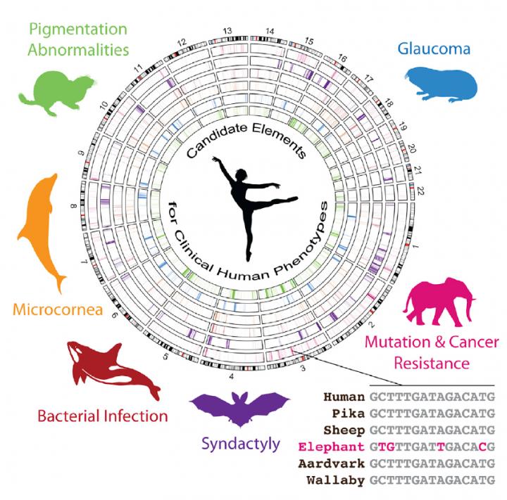 animals mixed with human dna