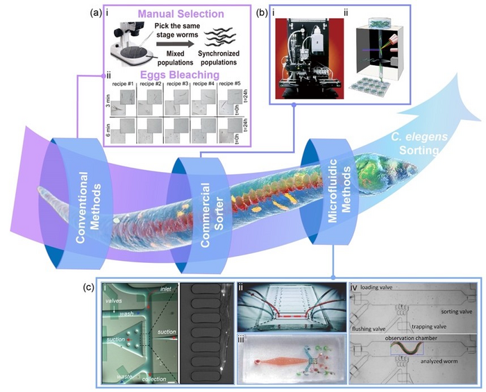 The development of C. elegans sorting