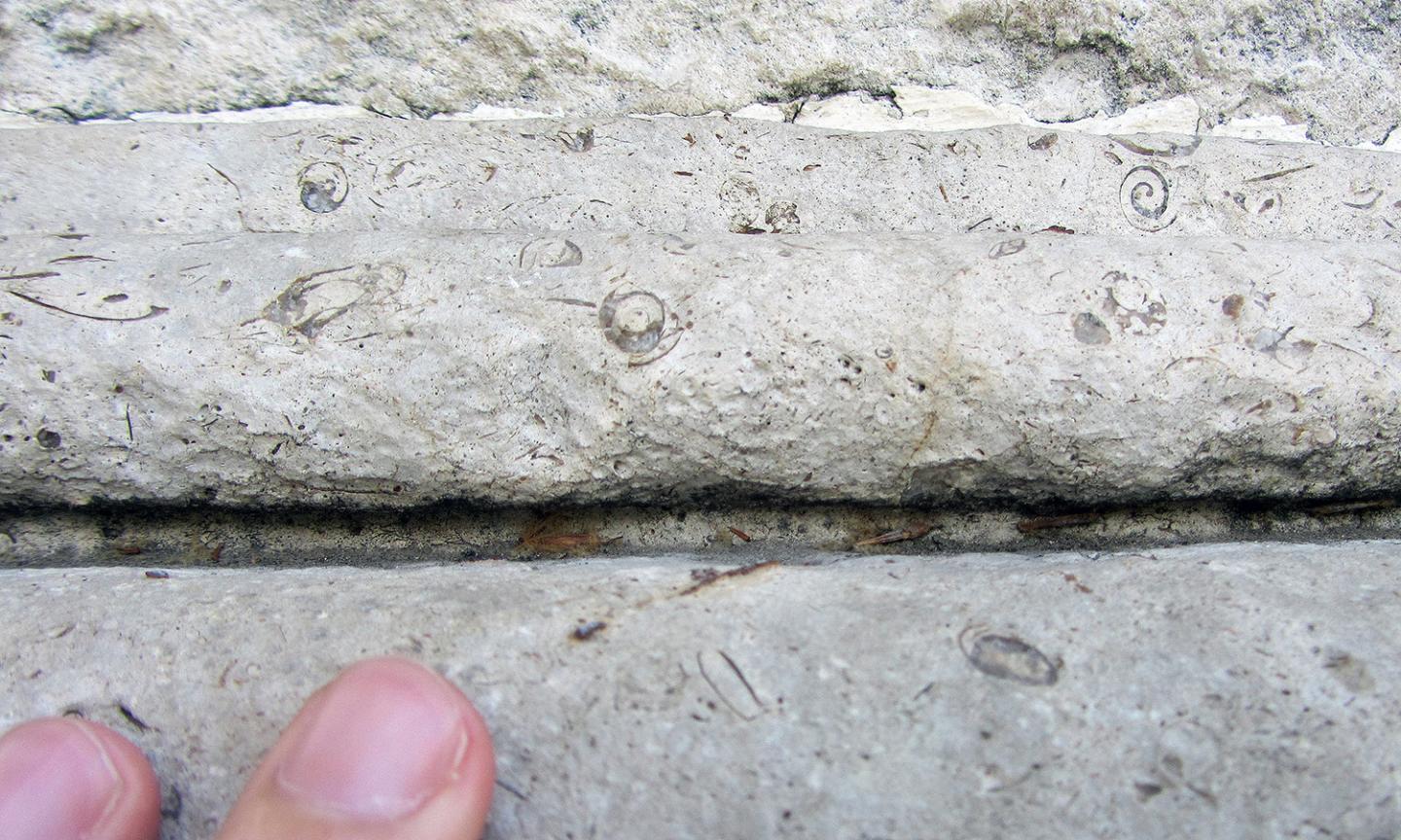 Cretaceous Snails Conceal Themselves in Monuments in Madrid