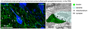 L5 collaterals bearing synaptic terminals in the TRN.