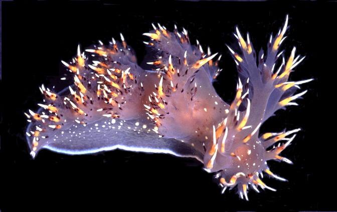 Giant Nudibranch, Dendronotus iris