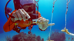 Underwater Staghorn coral nursery