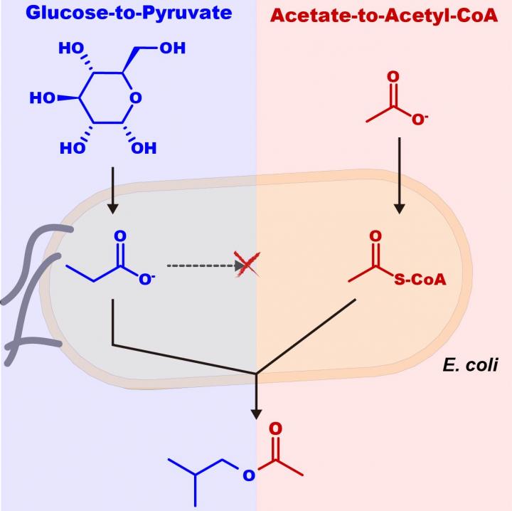 Novel Biochemical Pathways from Synthetic Biology